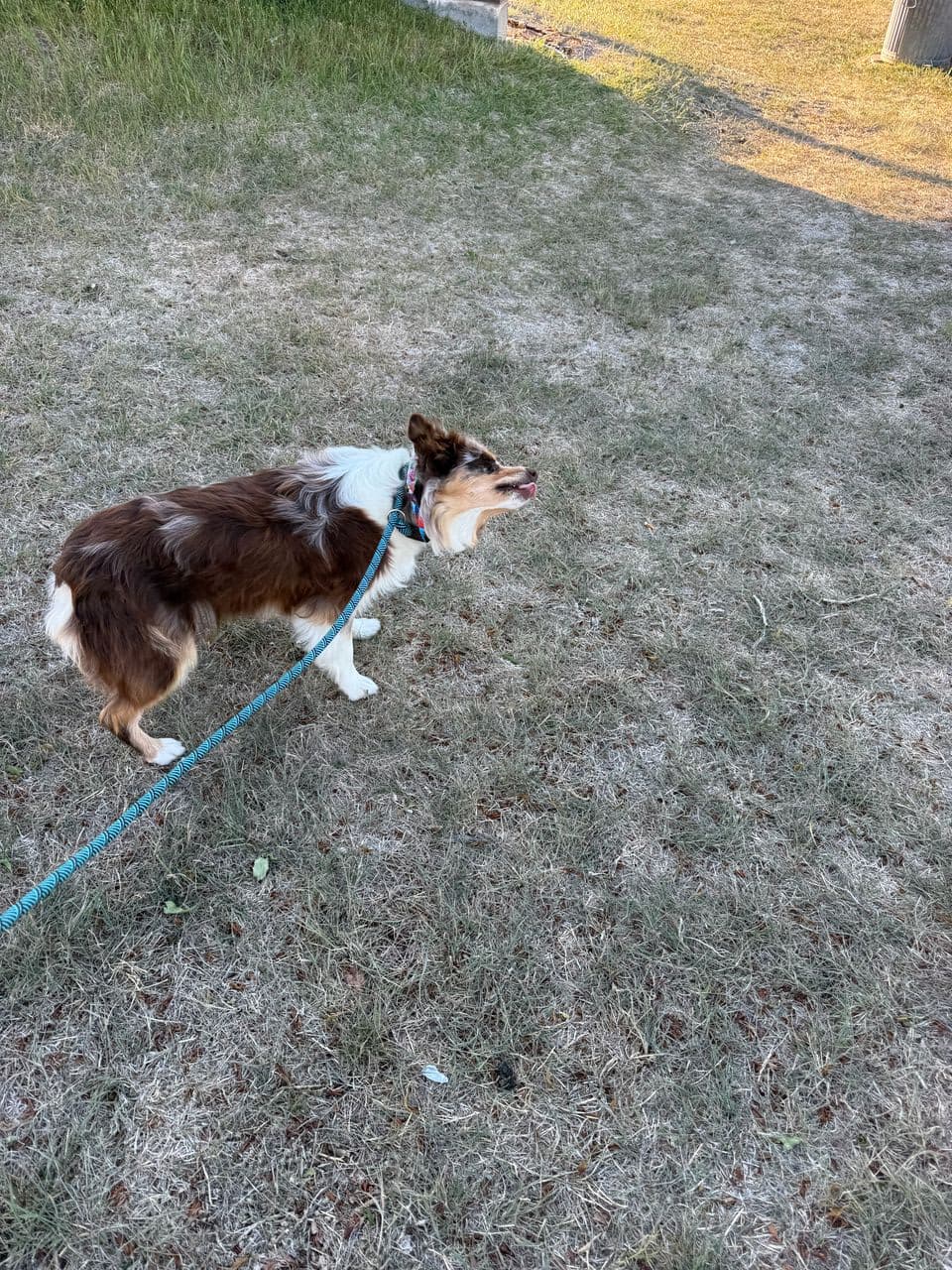 Pet travel photo 4