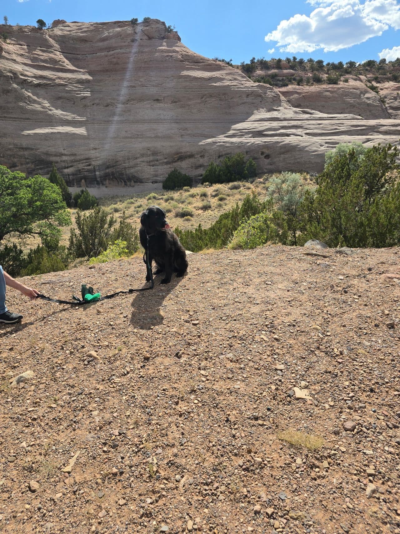 Pet travel photo 3