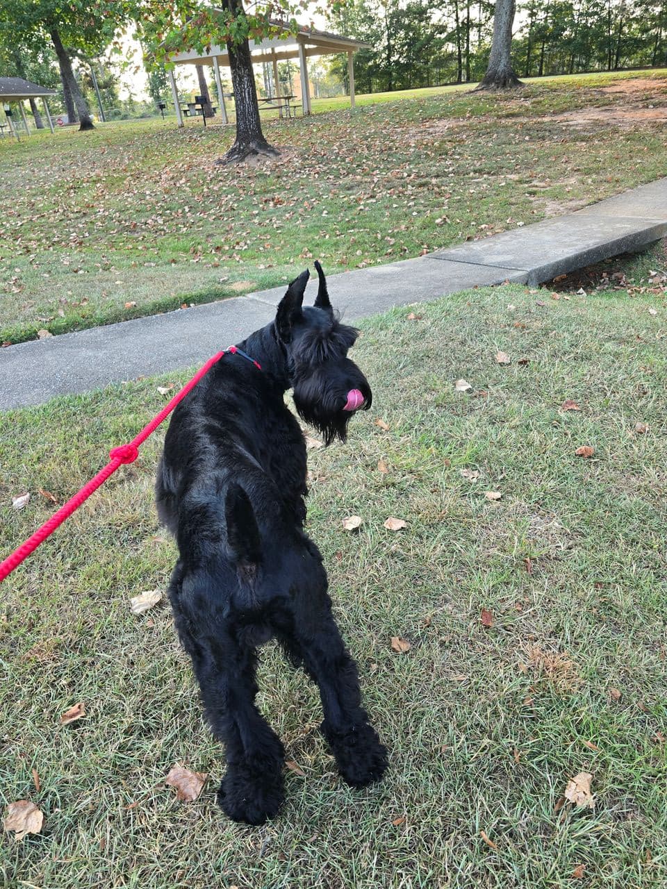 Pet travel photo 5
