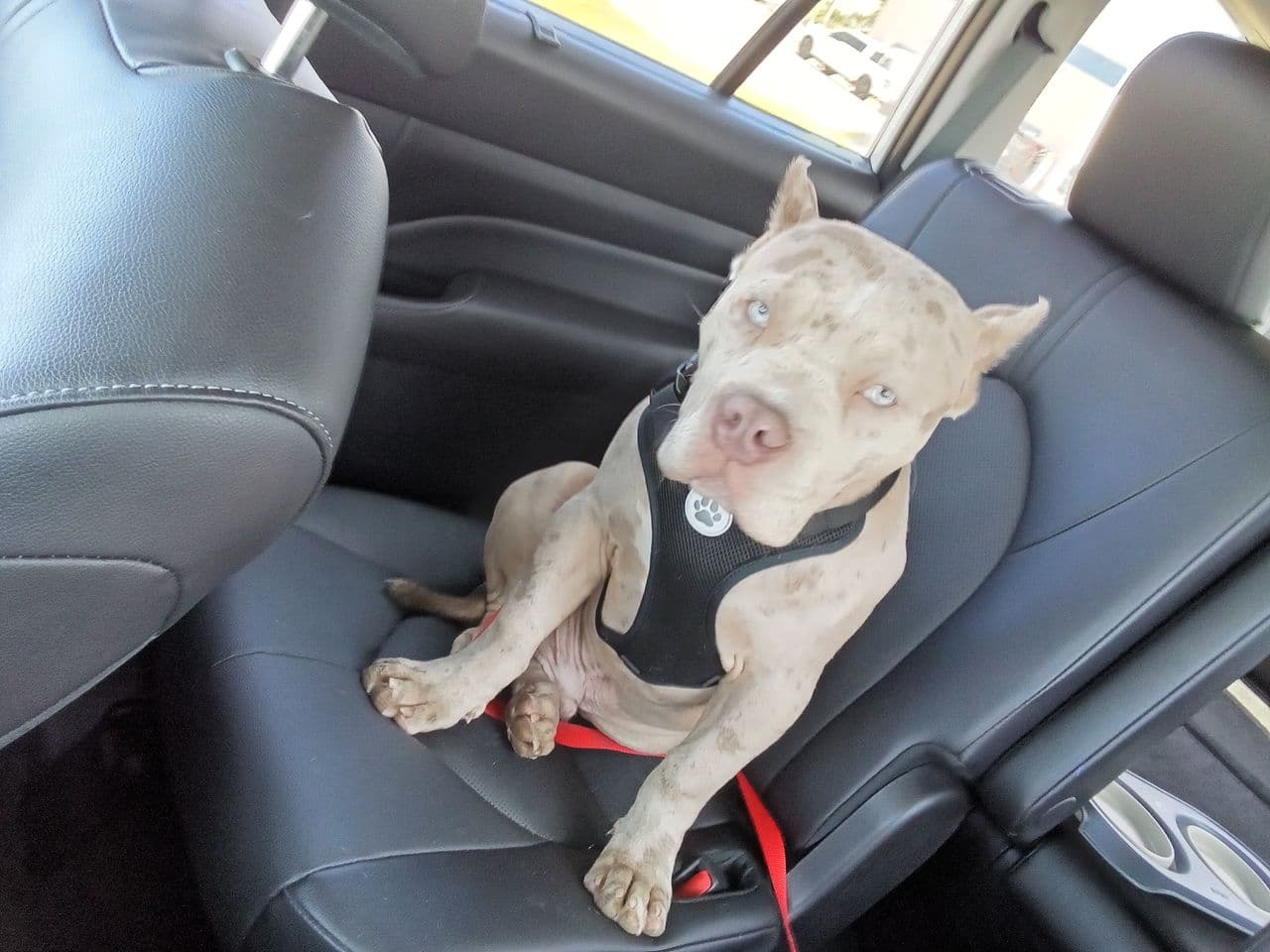 Pet travel photo 5
