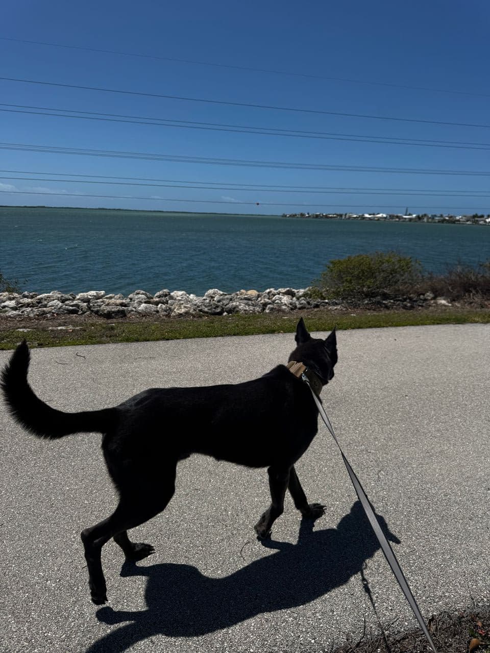 Pet travel photo 5