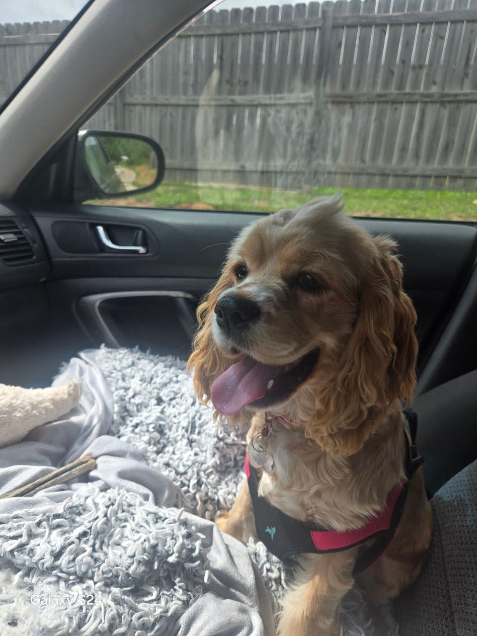 Pet travel photo 5