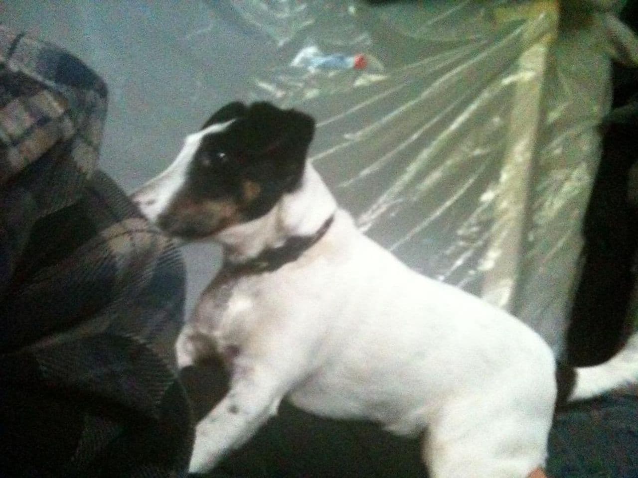 Pet travel photo 2