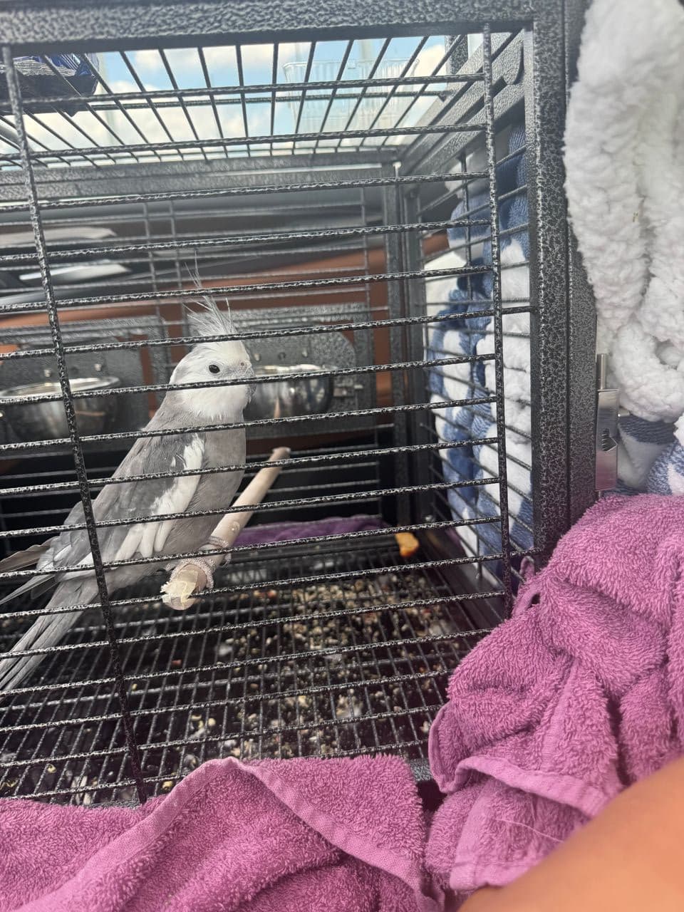 Pet travel photo 6