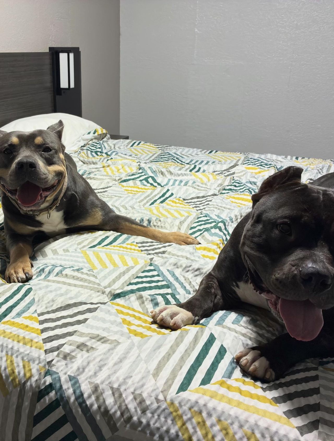 Pet travel photo 1