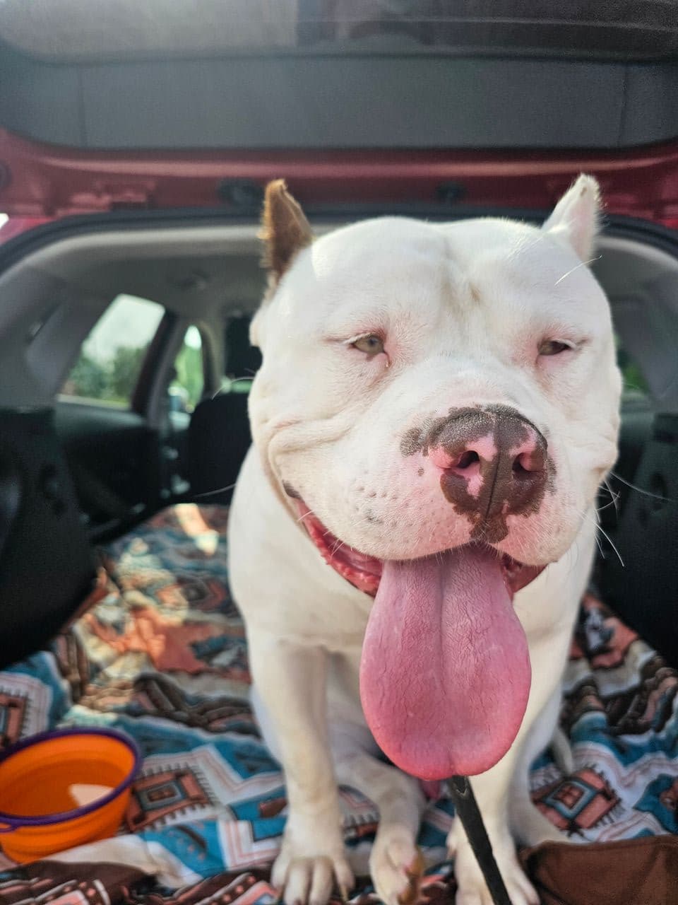 Pet travel photo 1