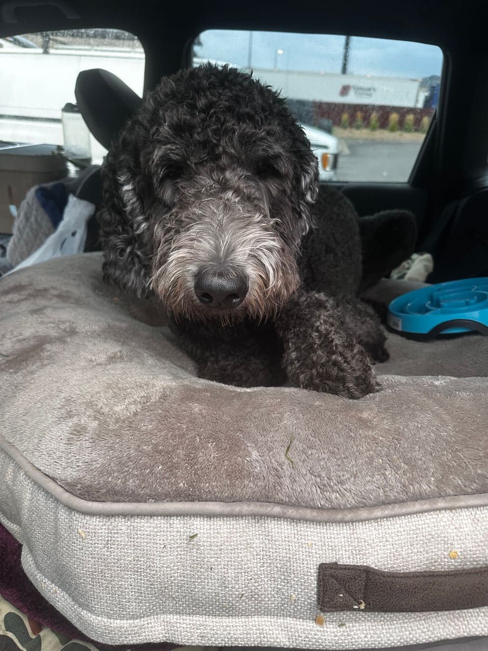 Pet travel photo 2