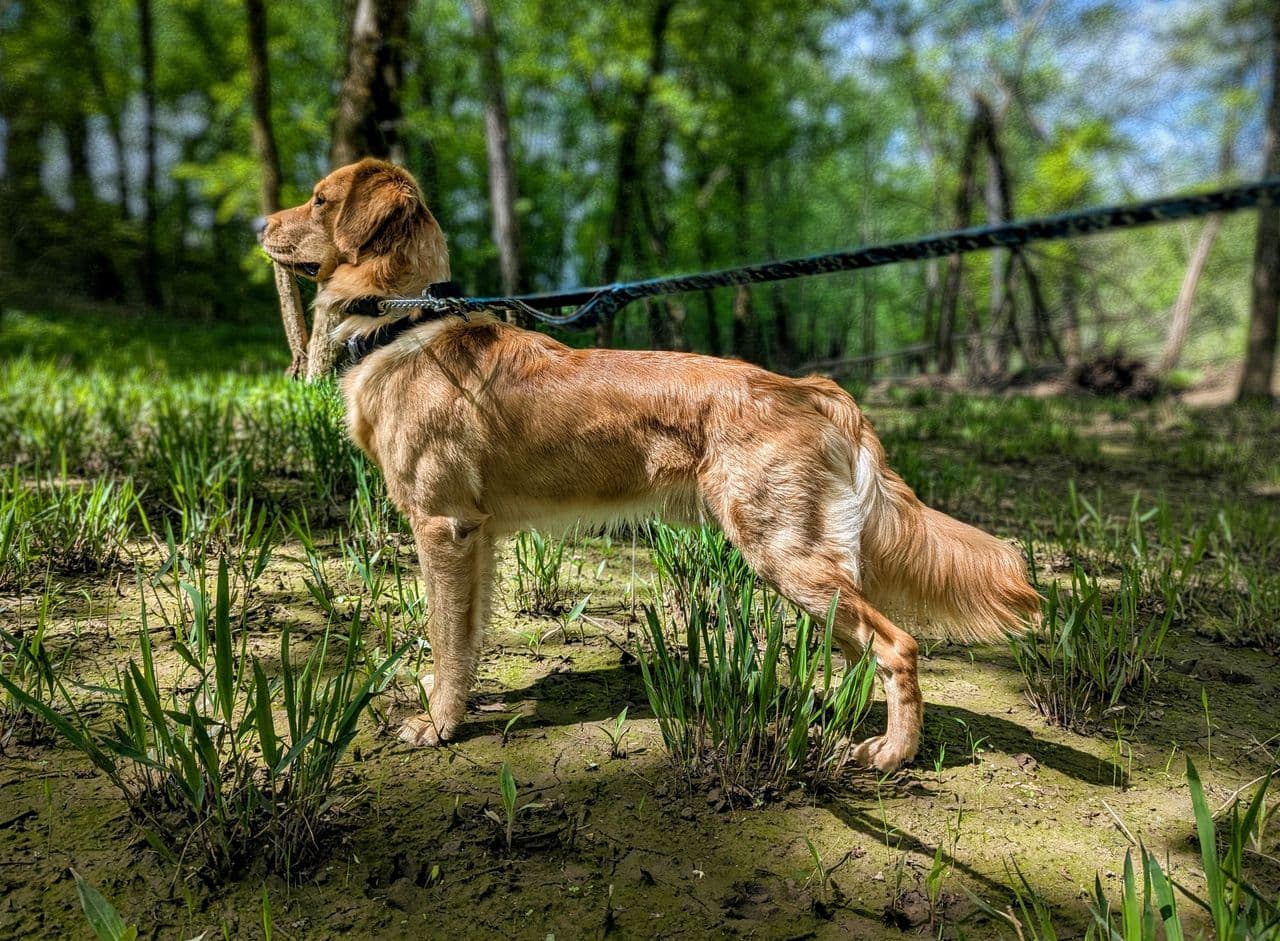 Pet travel photo 1