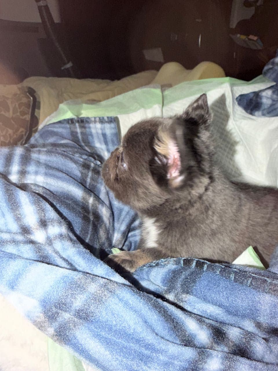 Pet travel photo 3