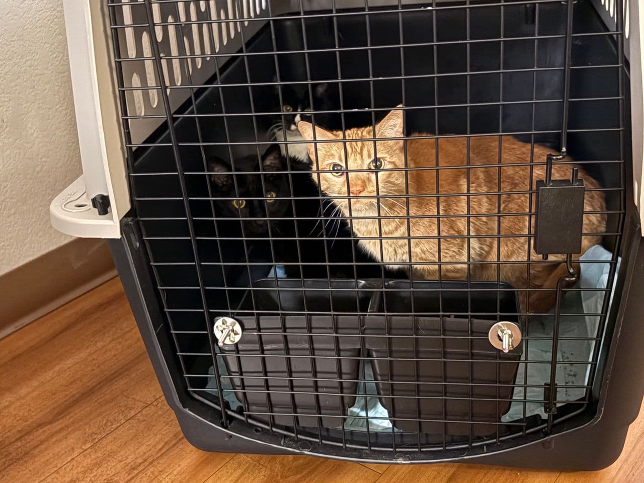 Pet travel photo 3