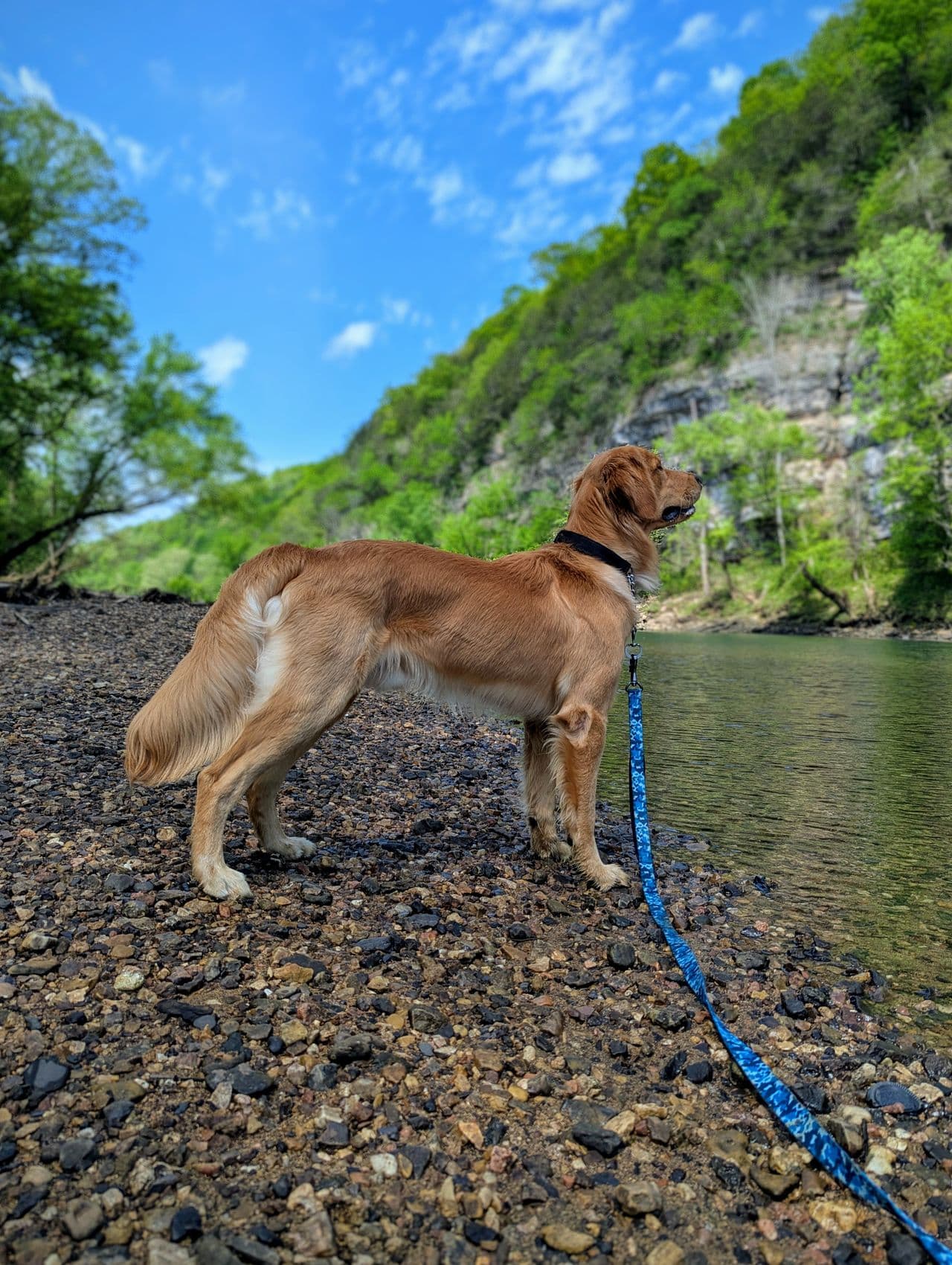 Pet travel photo 6