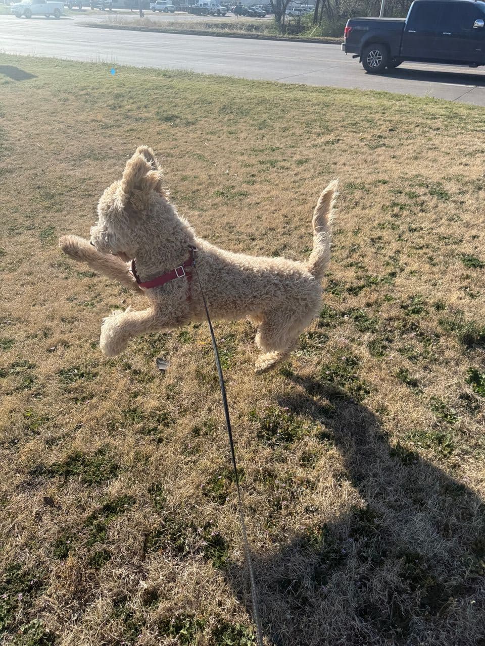 Pet travel photo 6