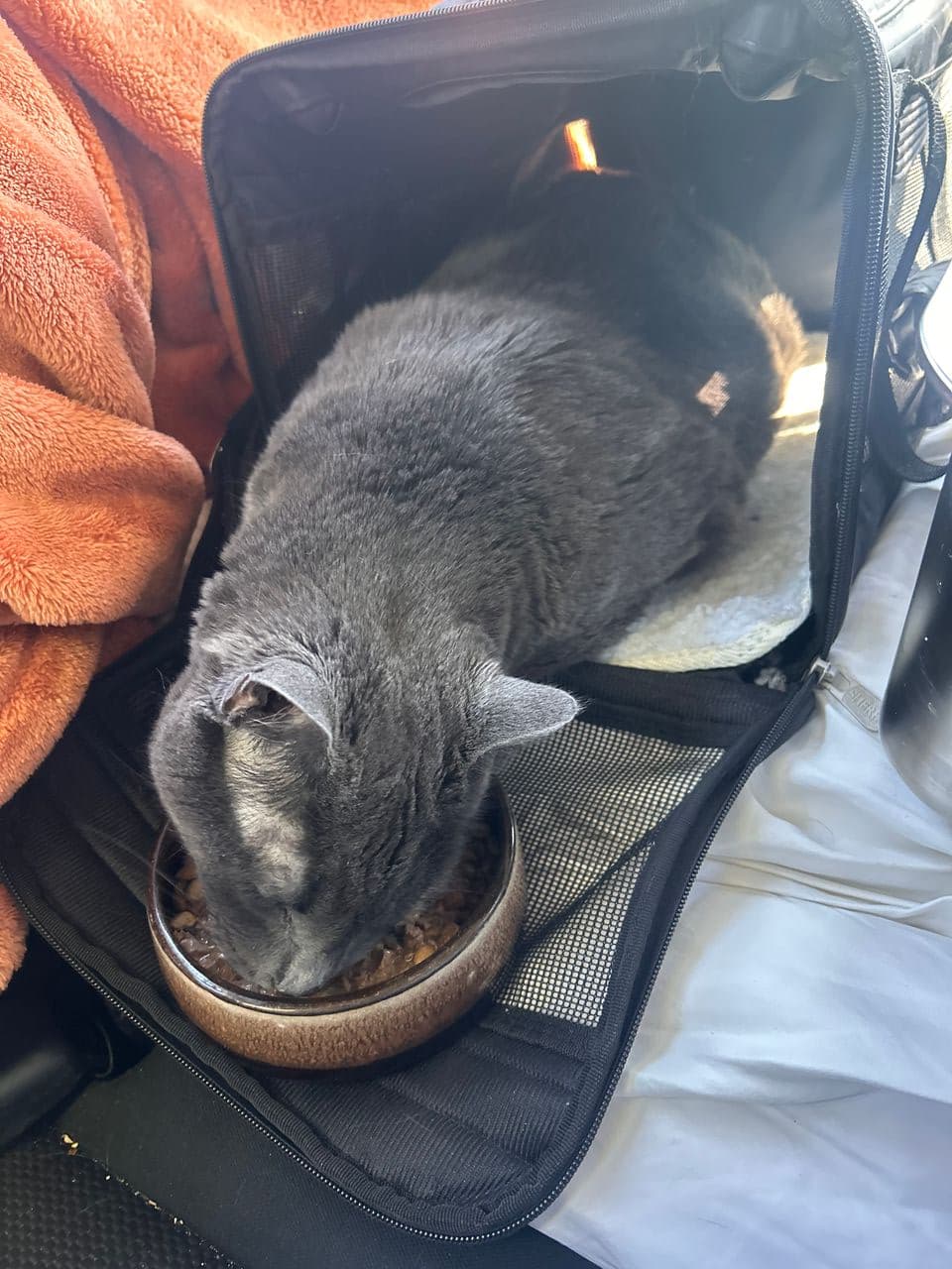 Pet travel photo 2