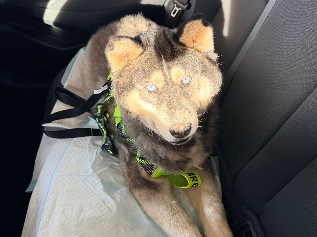Pet travel photo 5