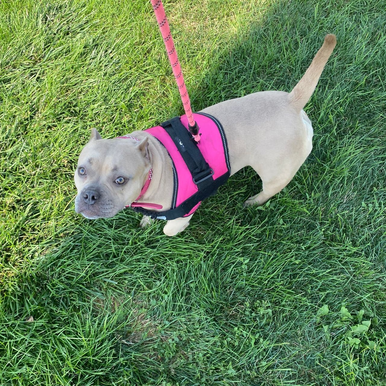 Pet travel photo 1