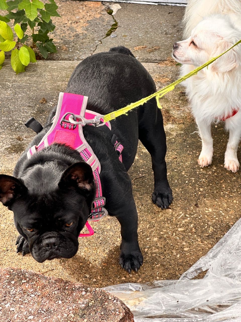 Pet travel photo 3