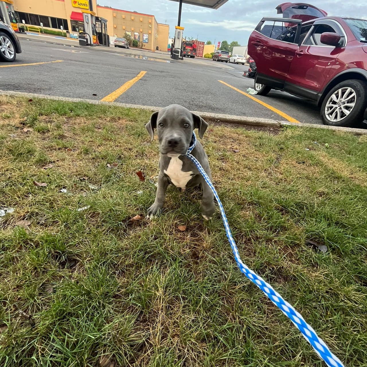 Pet travel photo 3