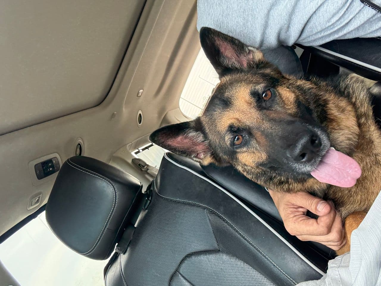 Pet travel photo 2