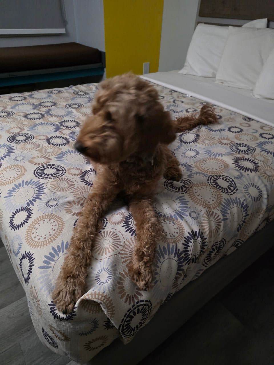 Pet travel photo 2