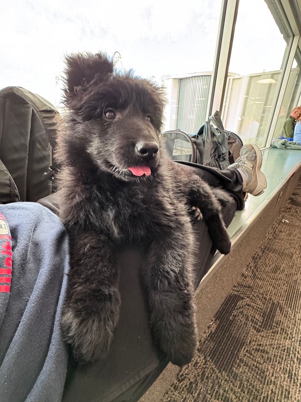 Pet travel photo 2