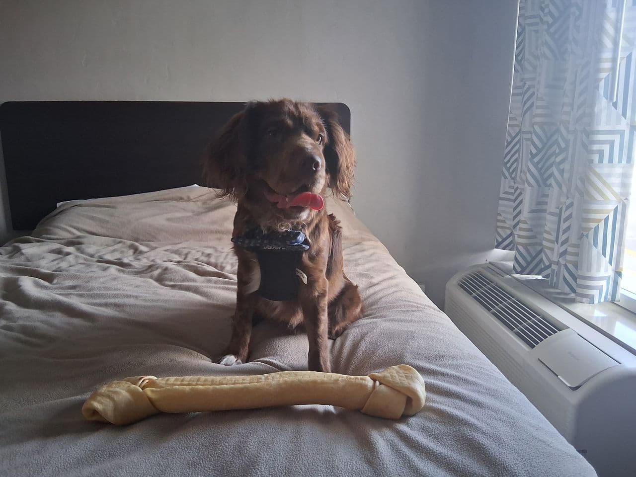 Pet travel photo 1
