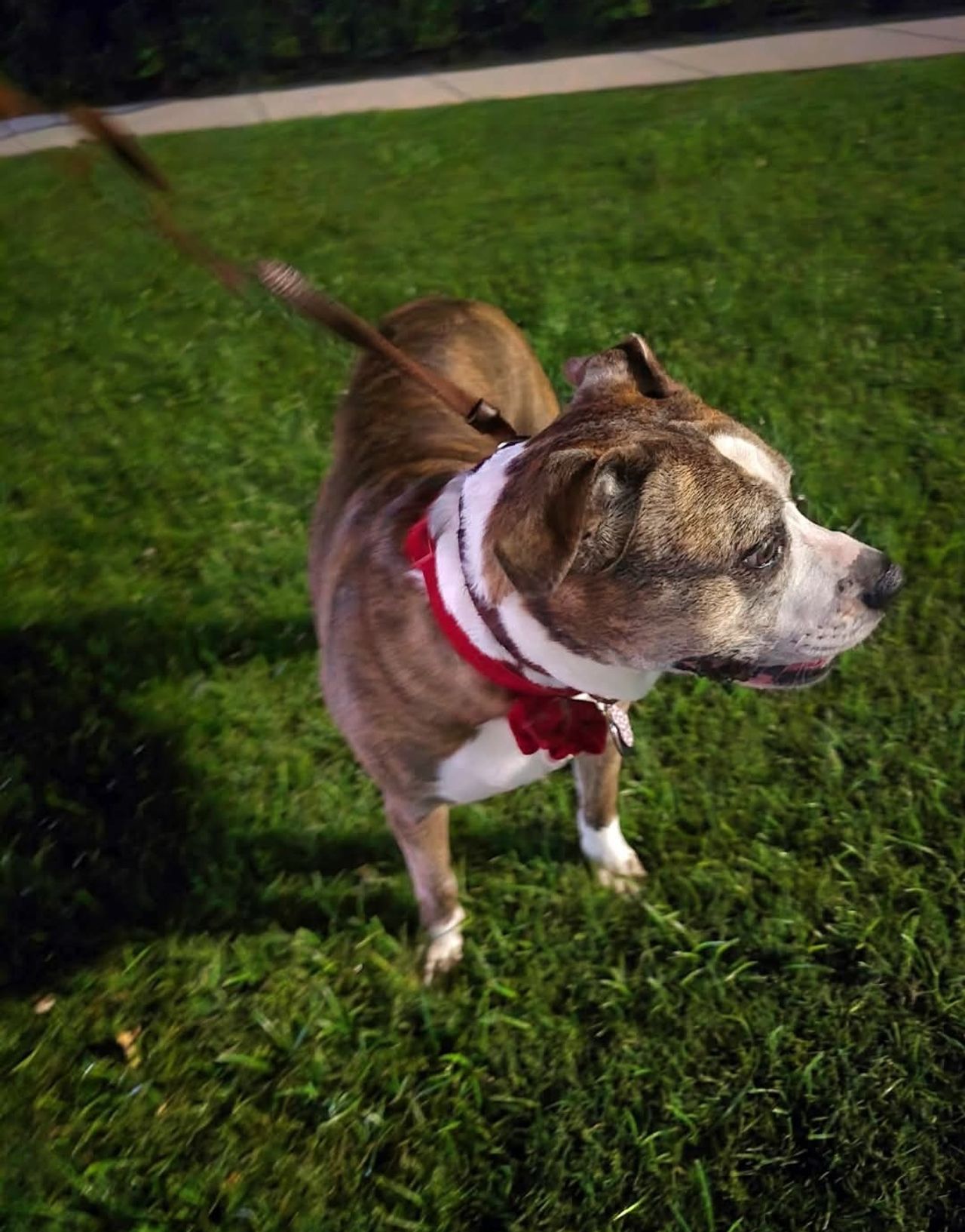 Pet travel photo 6