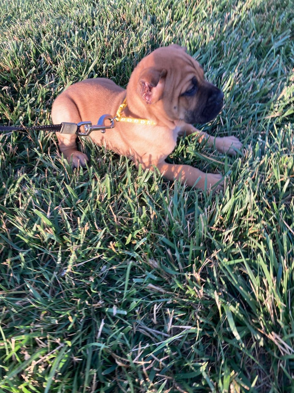 Pet travel photo 3