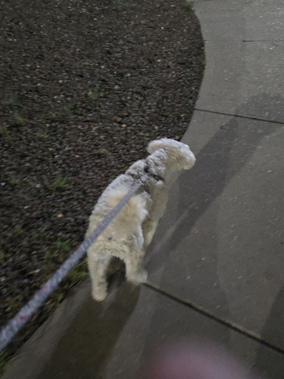 Pet travel photo 4