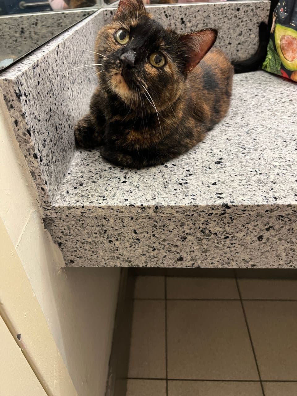 Pet travel photo 5