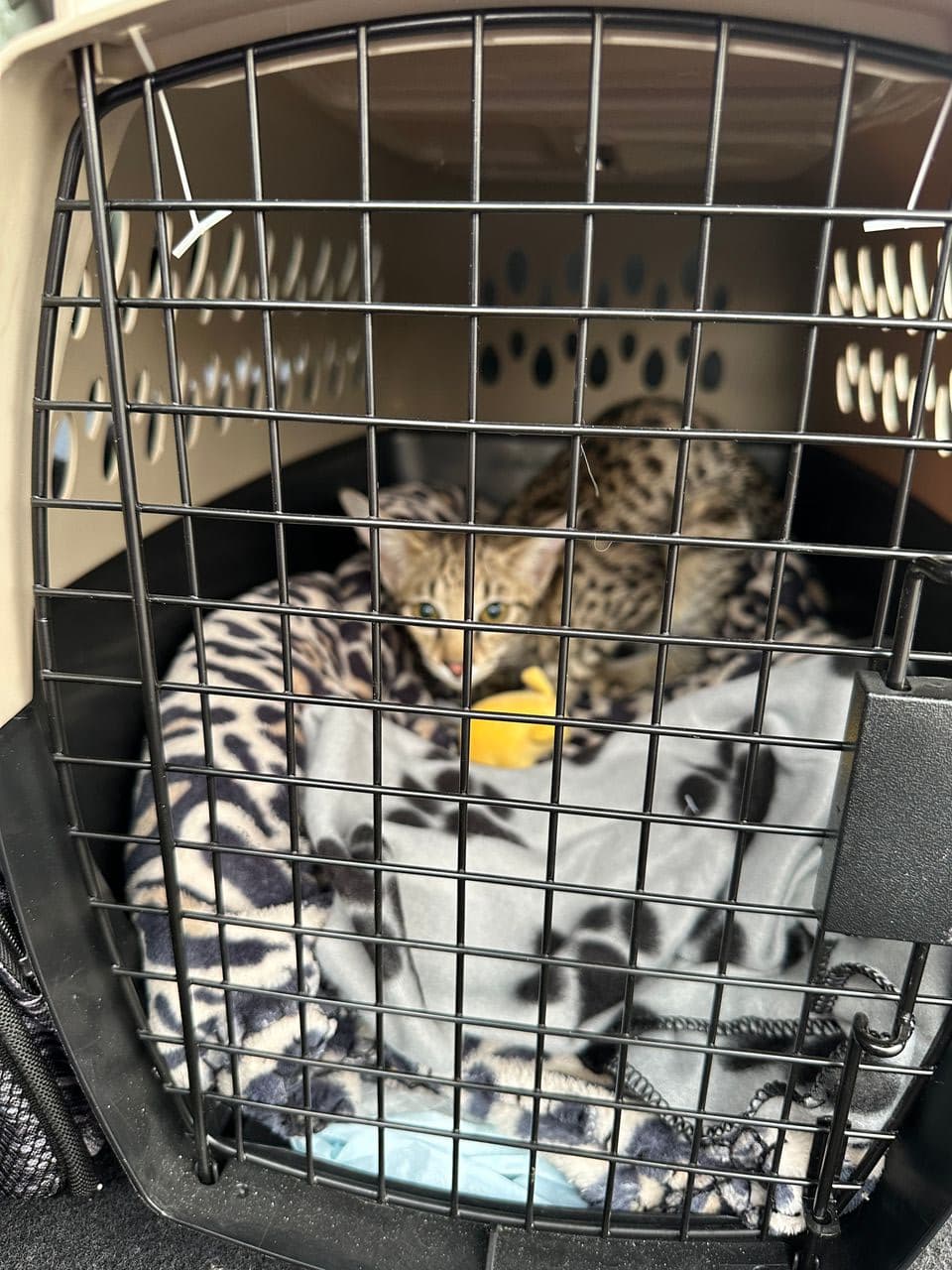 Pet travel photo 6