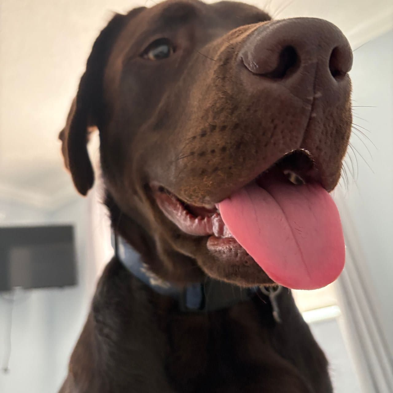 Pet travel photo 5