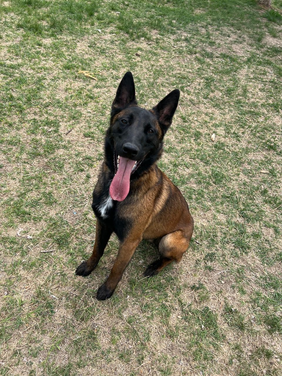 Pet travel photo 4