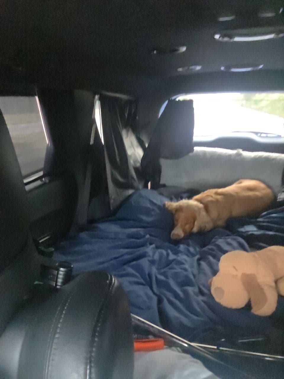 Pet travel photo 6