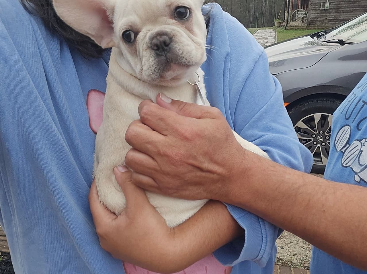 Pet travel photo 5