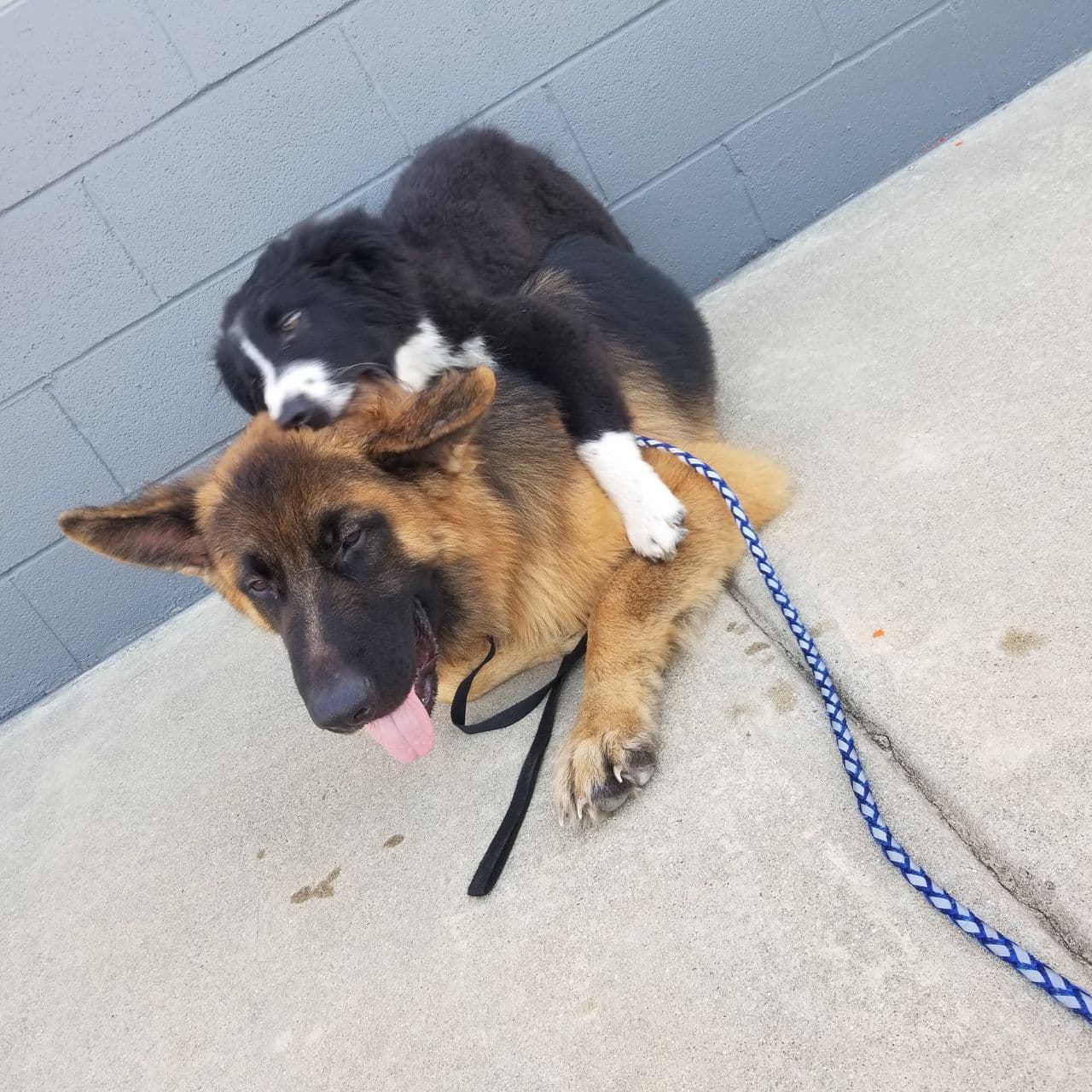 Pet travel photo 3