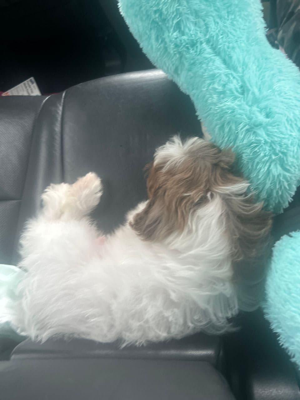 Pet travel photo 2