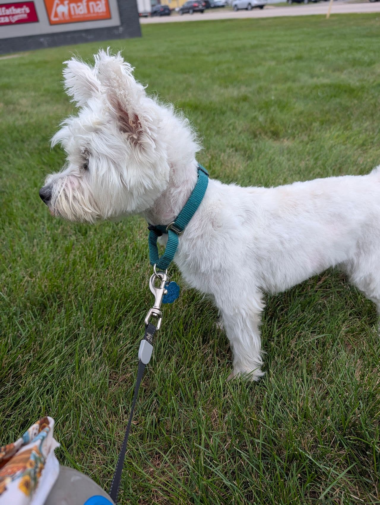 Pet travel photo 5