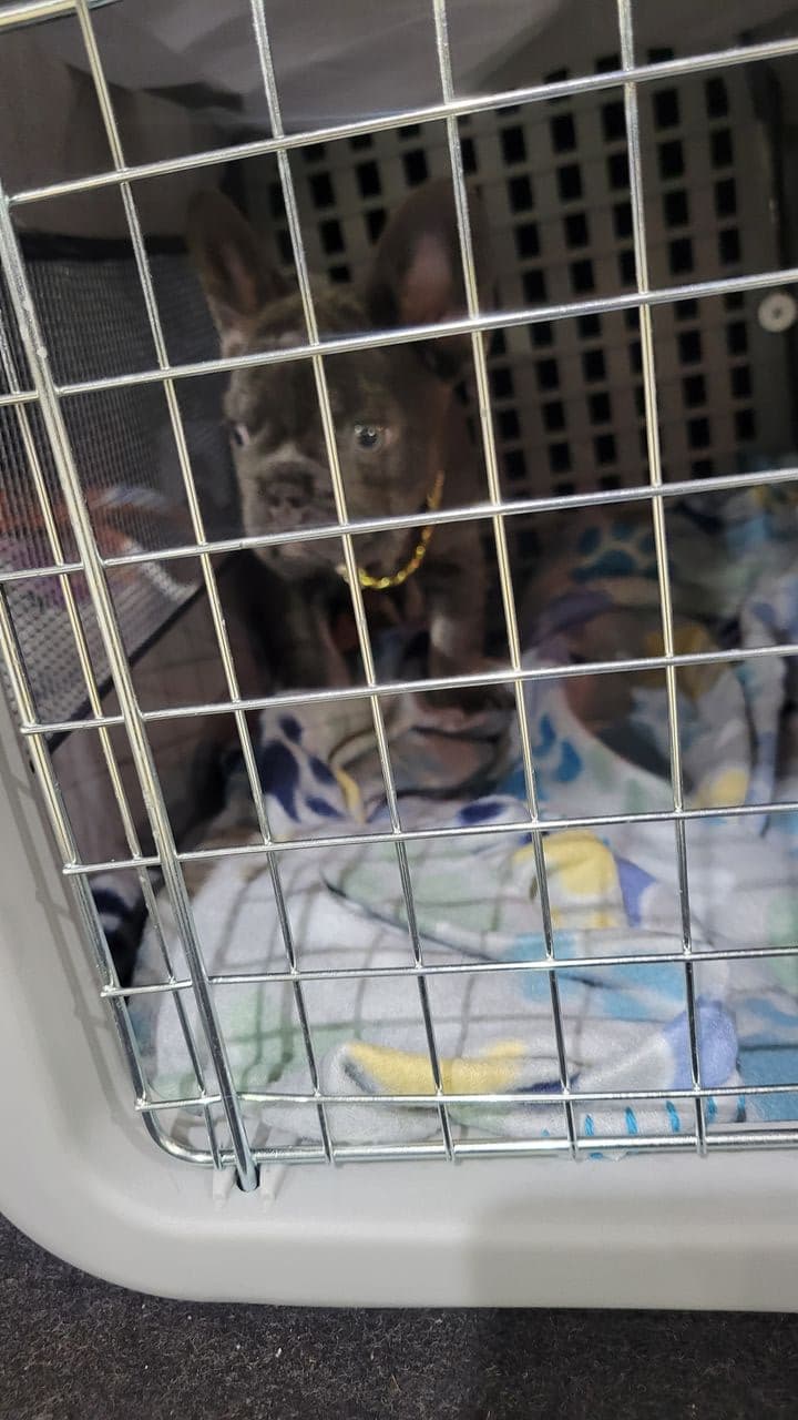 Pet travel photo 2