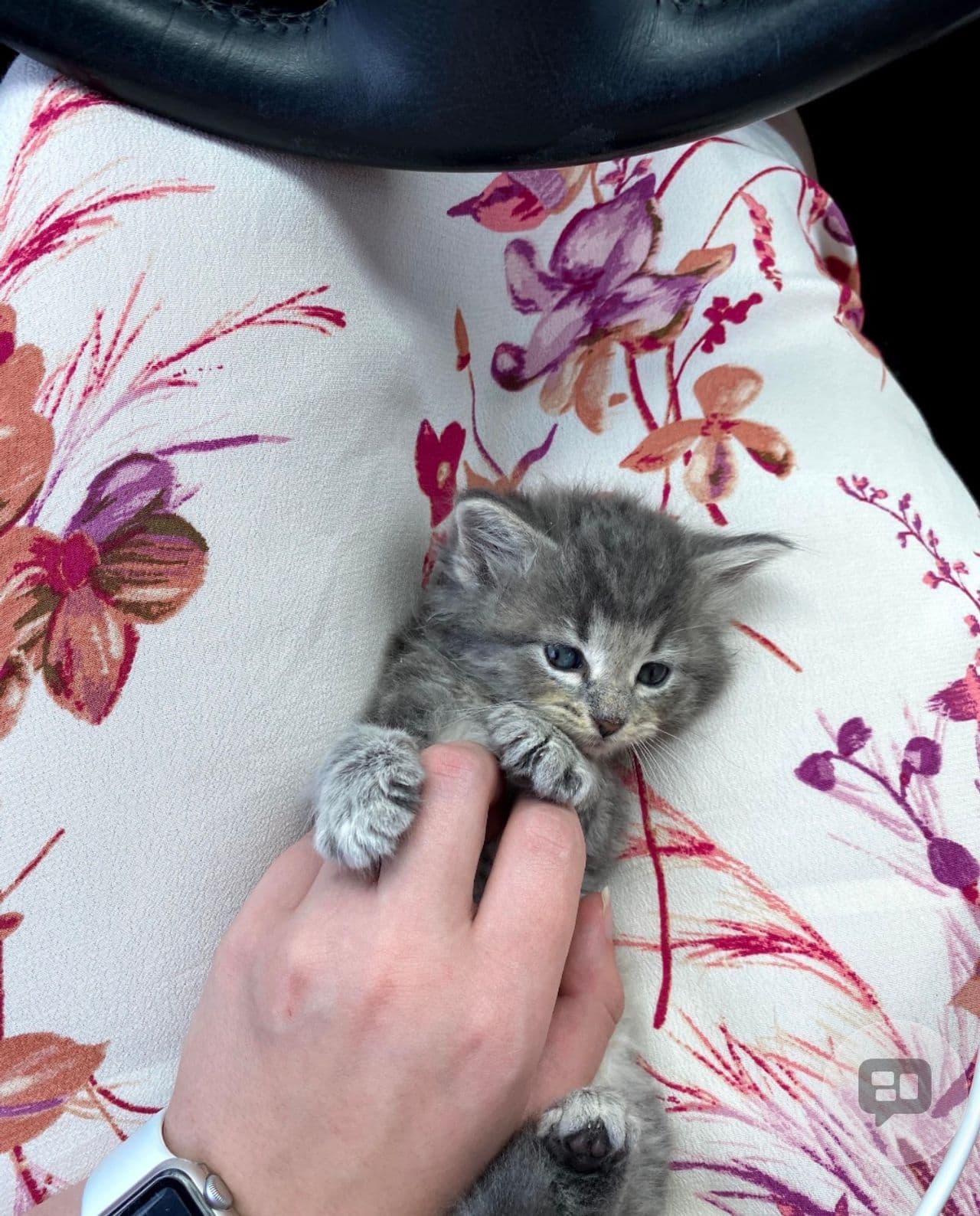 Pet travel photo 2