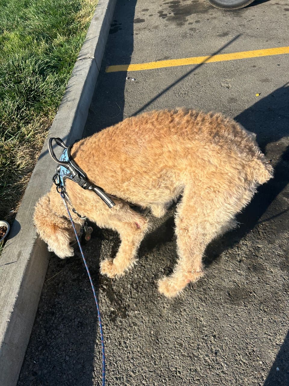 Pet travel photo 2