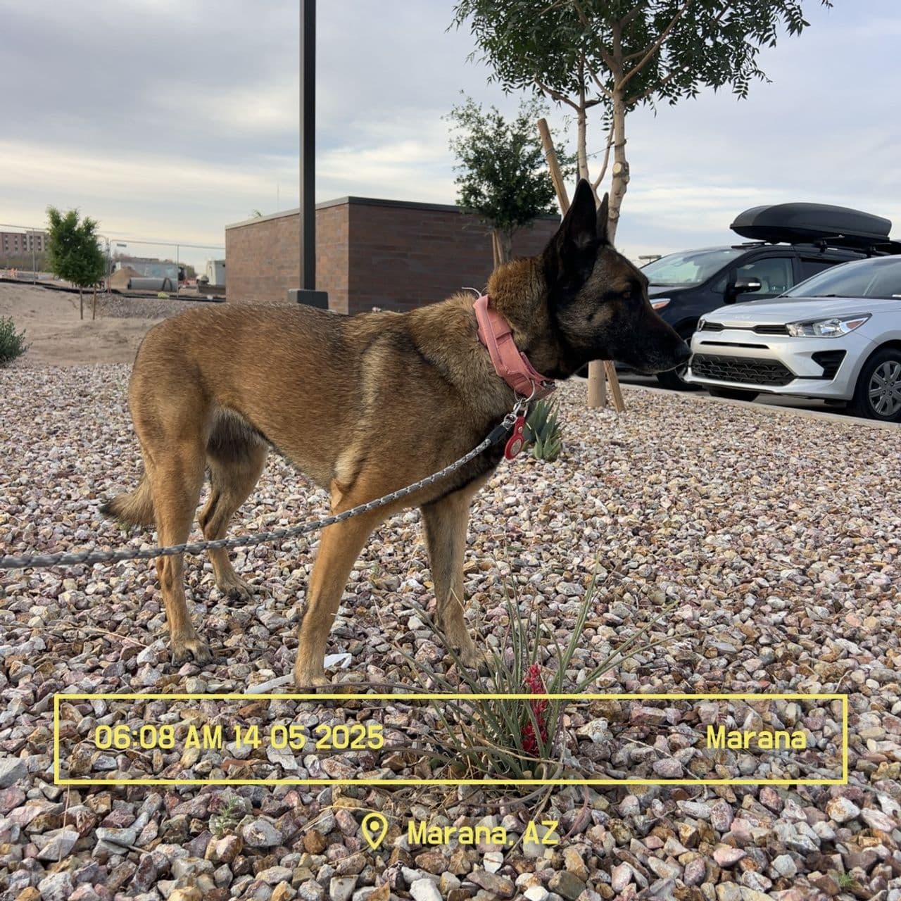 Pet travel photo 3