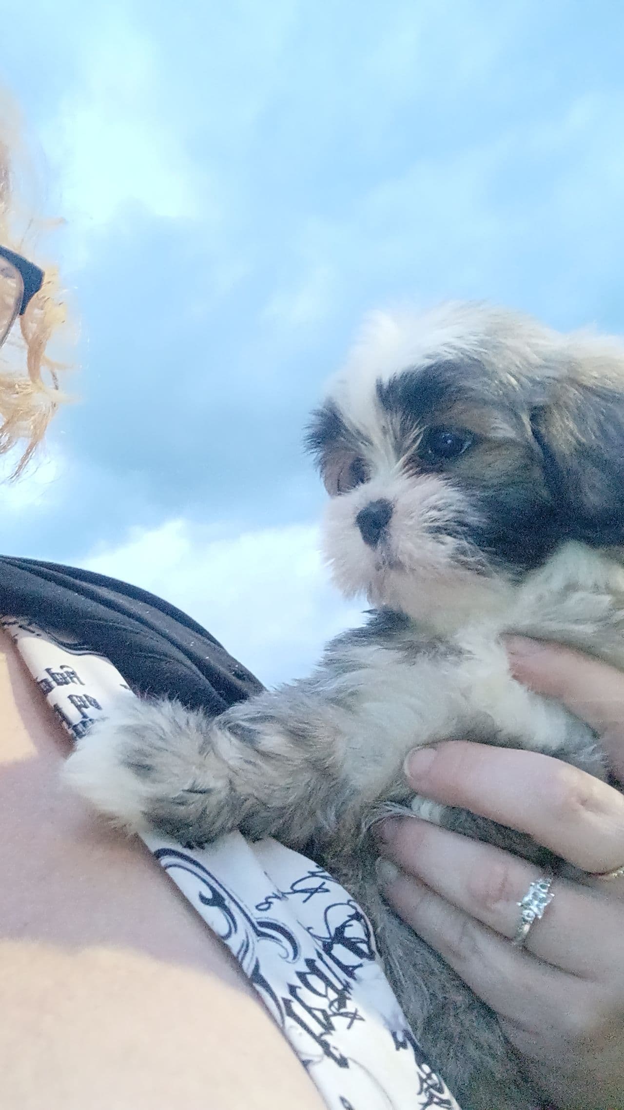 Pet travel photo 3