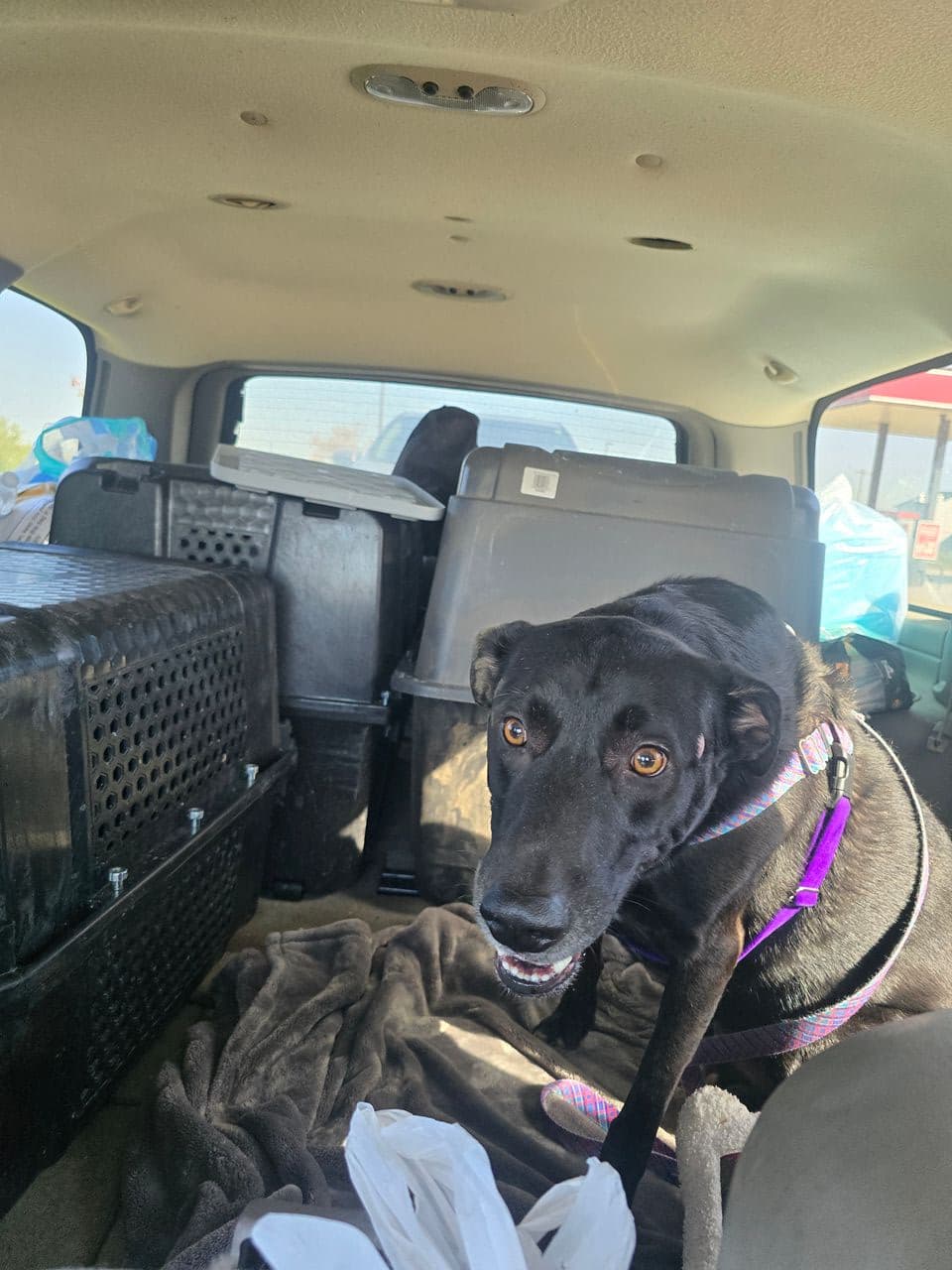 Pet travel photo 2