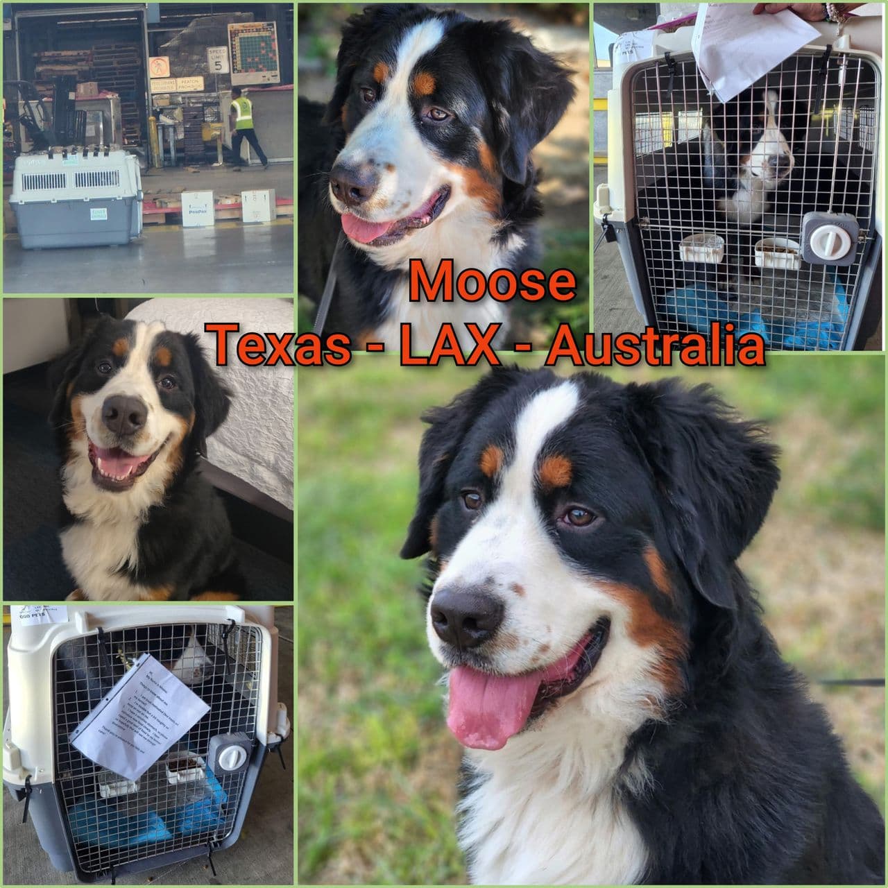 Pet travel photo 2