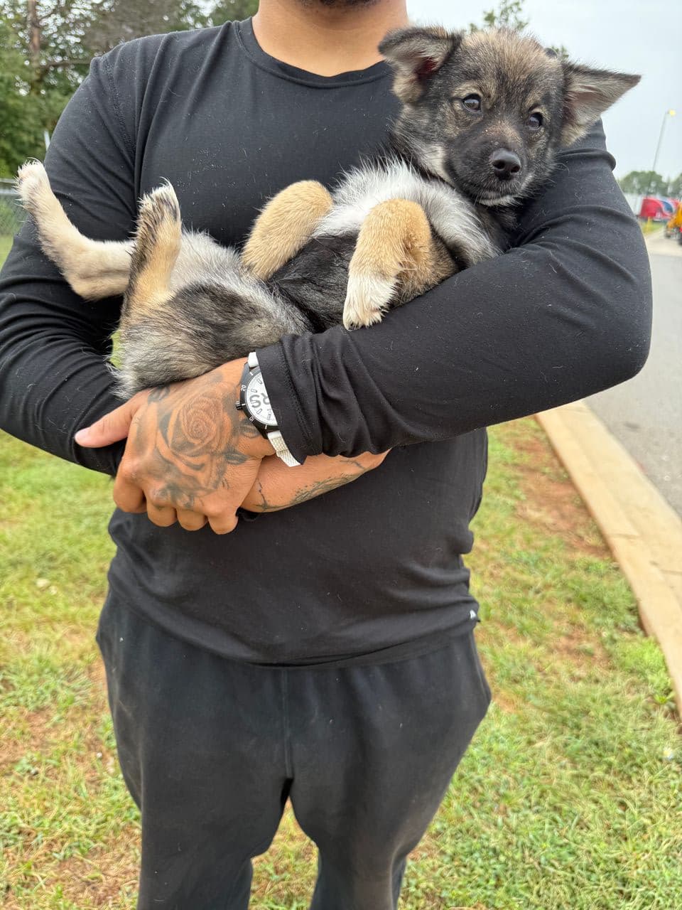 Pet travel photo 5