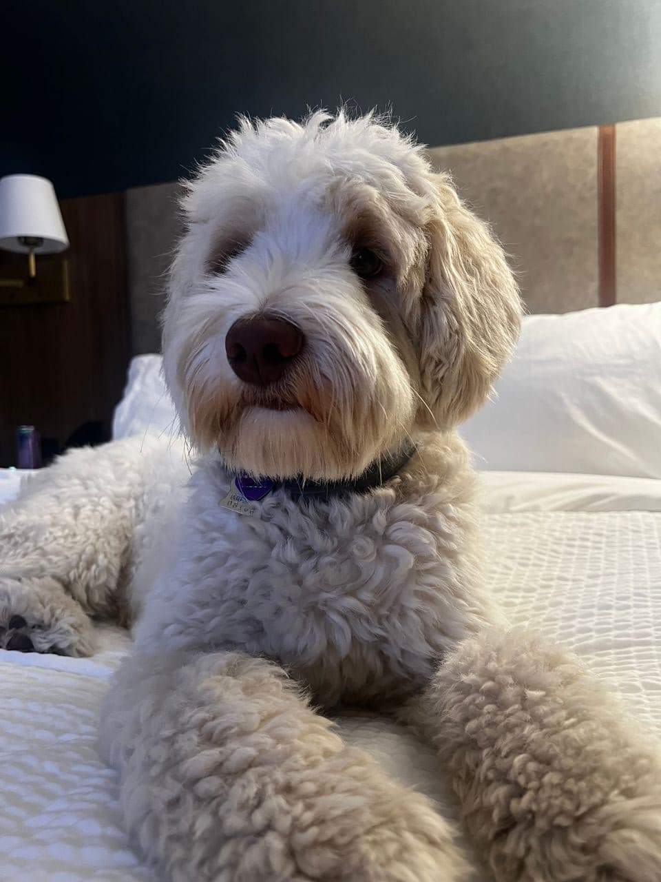 Pet travel photo 4
