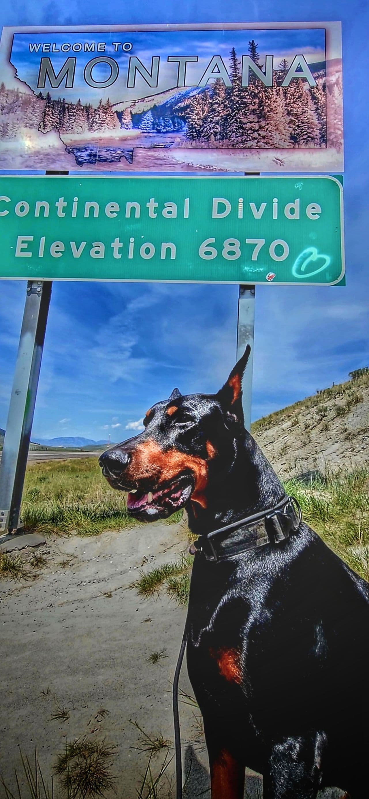Pet travel photo 1