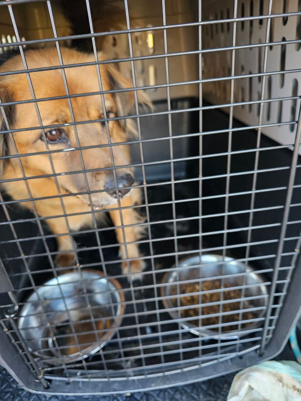 Pet travel photo 1