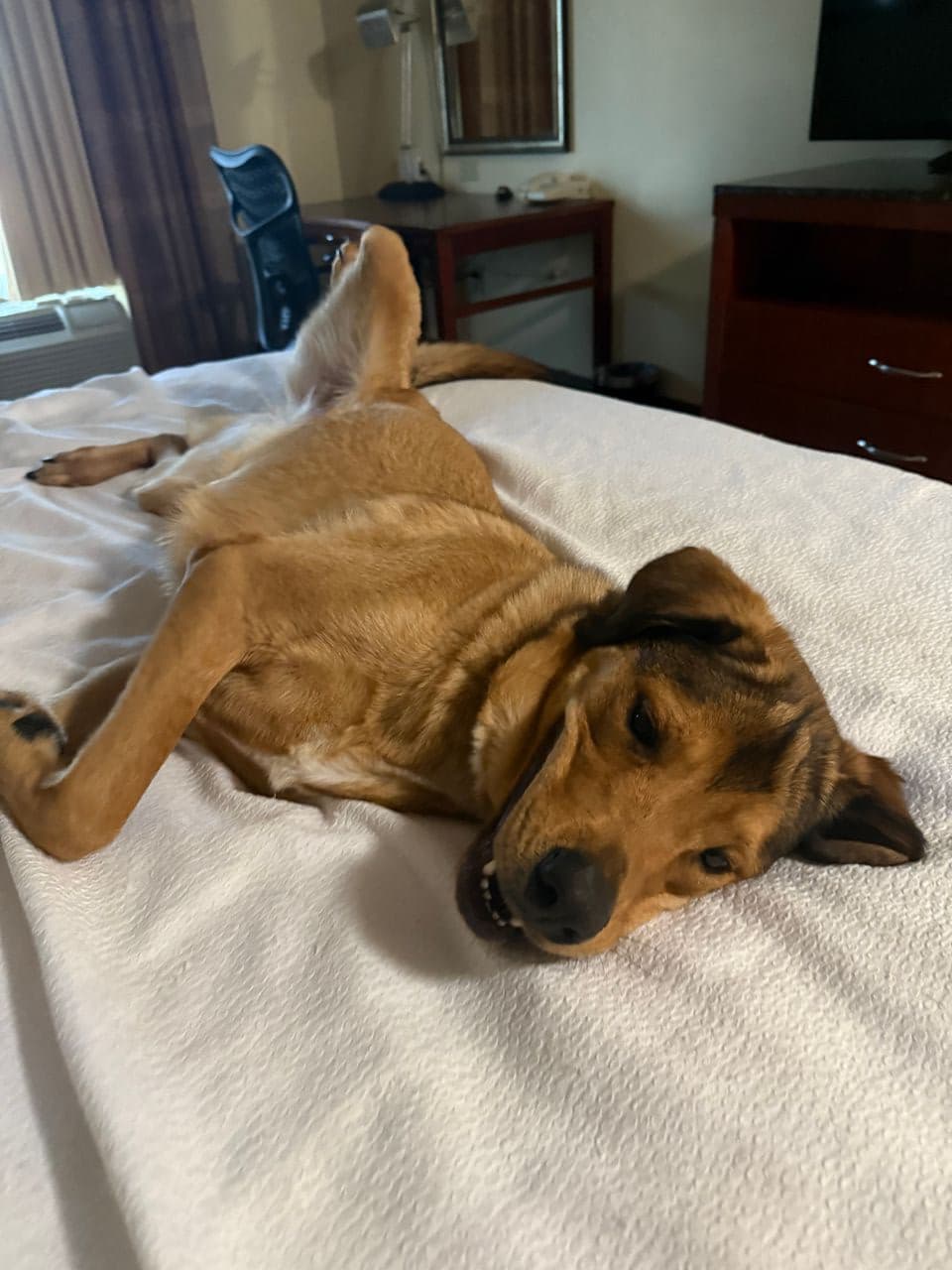 Pet travel photo 1