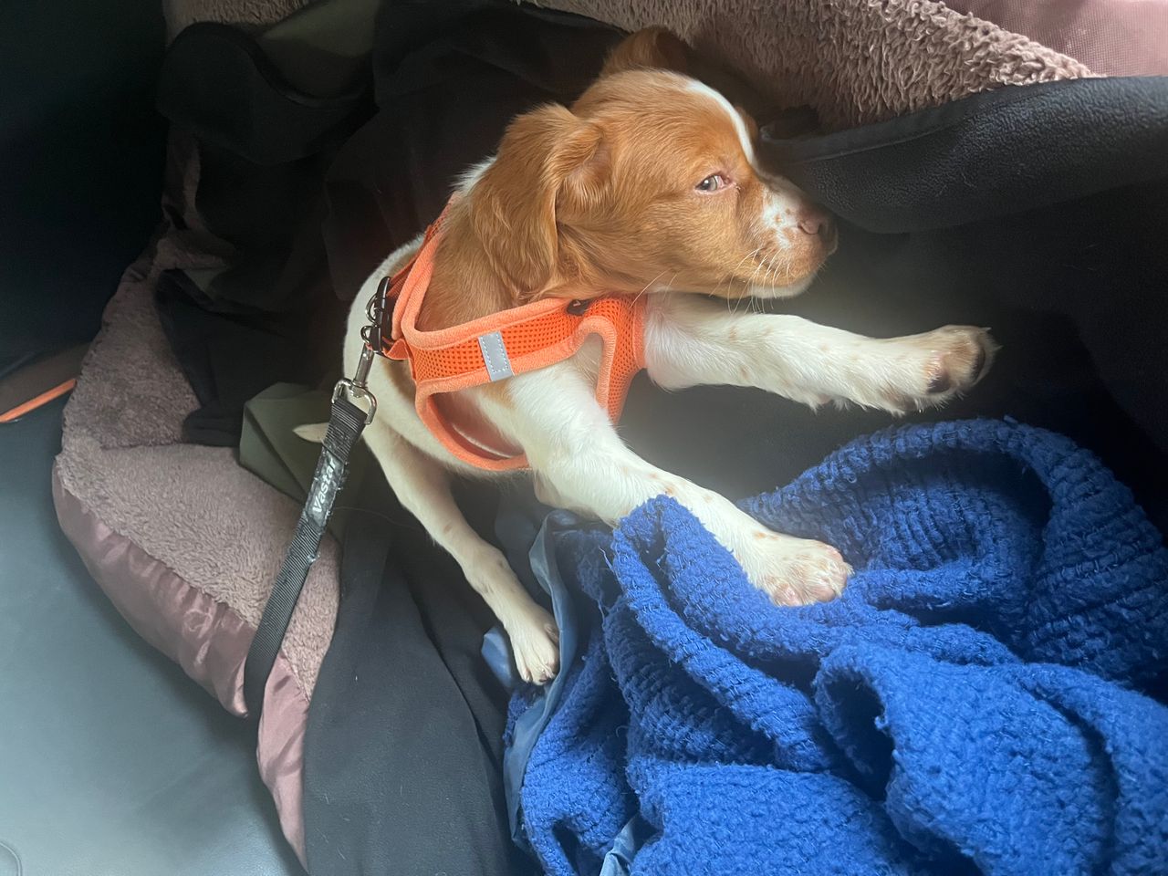 Pet travel photo 1